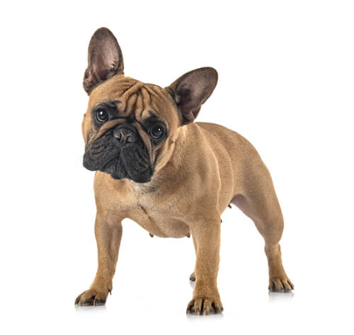 Informasi Ras Anjing French Bulldog | Purina